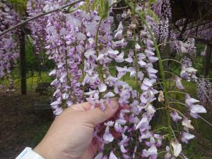 フジの花