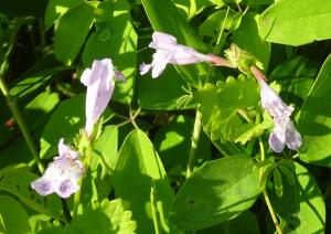 カキドオシの花