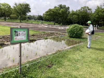 水田のようす