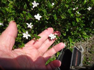 ハクチョウゲの花