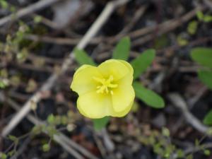 マツヨイグサの花