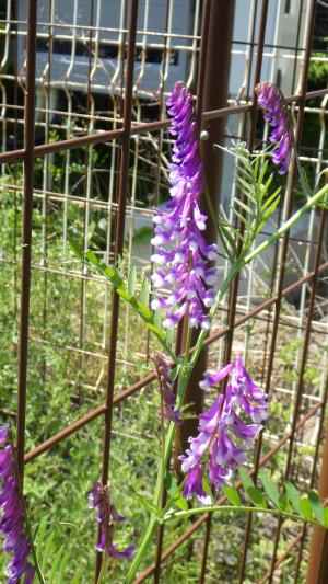 ナヨクサフジの花