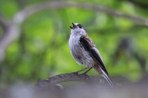 エナガお澄まし