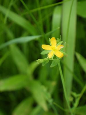 コケオトギリの花