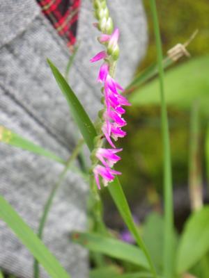 ネジバナの花