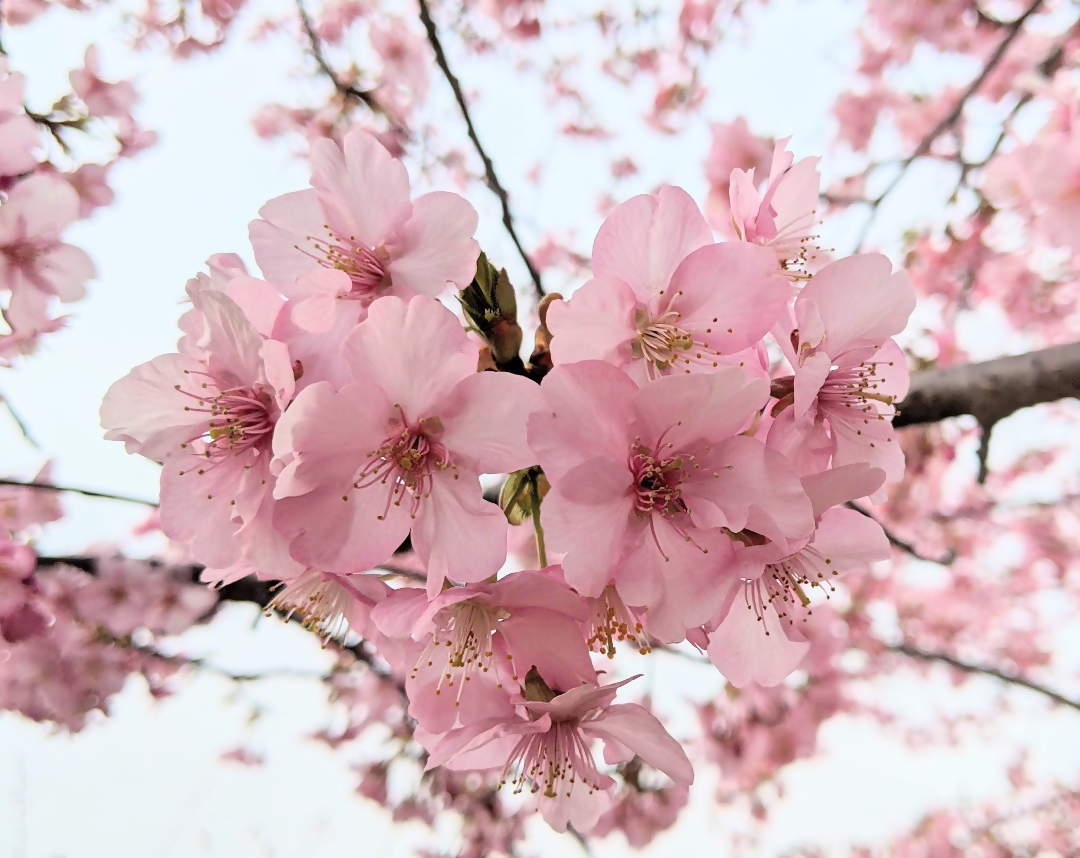 桜の写真