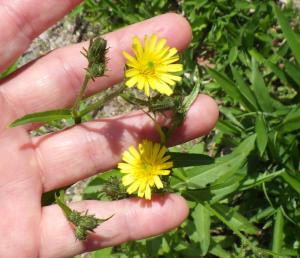 コウゾリナの花