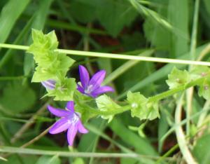 キキョウソウの花