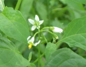 イヌホオズキの花