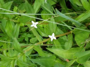 メリケンムグラの花