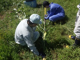 収量調査の画像