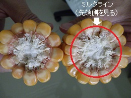 トウモロコシ断面　ミルクライン