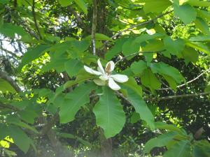 ホオノキの花