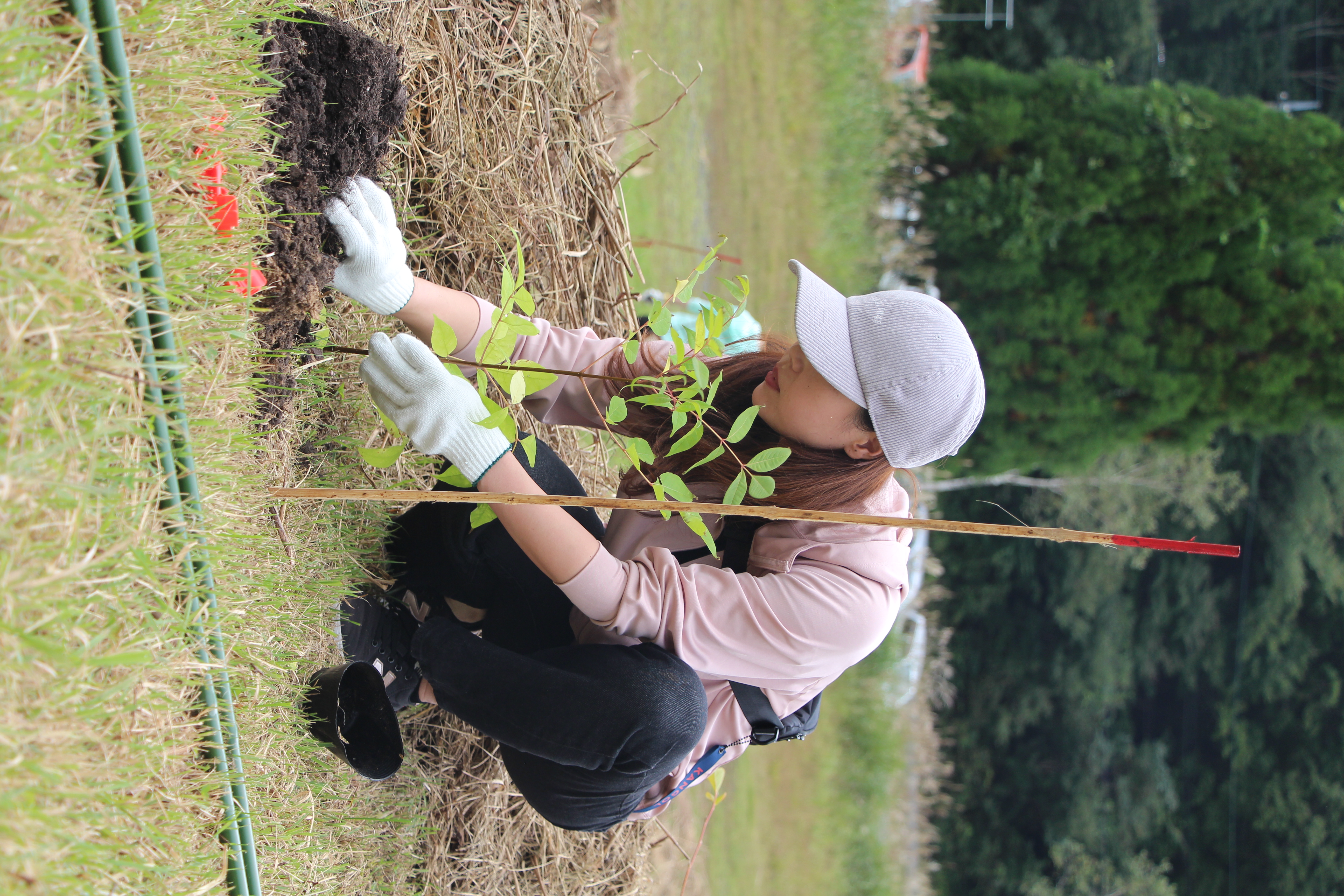 女性の植樹の様子