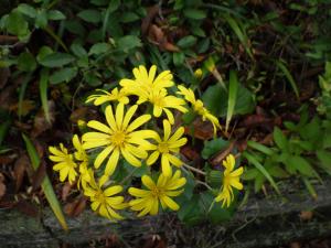 ツワブキの花