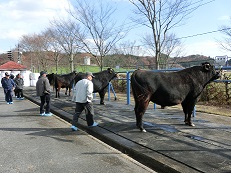 種雄牛の展示