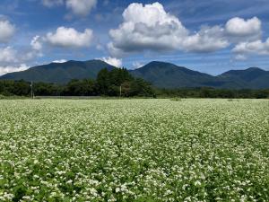 蒜山三座と満開のそば畑