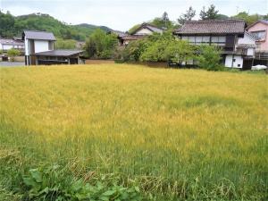 カフェ横の麦畑