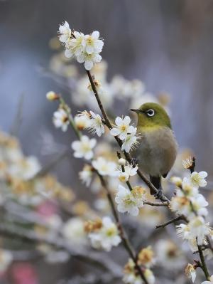 ウメに乗るメジロ