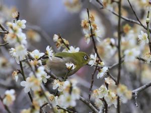 ウメの花蜜を吸うメジロ