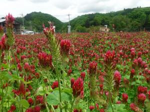 開花期を迎えた緑肥