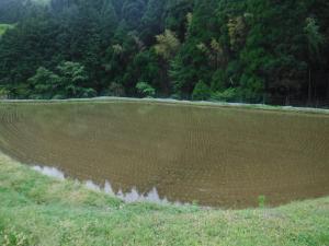 田植え後の風景