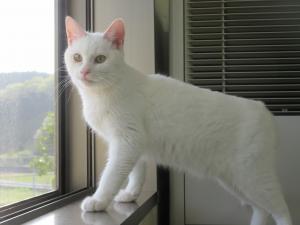 2420128の猫