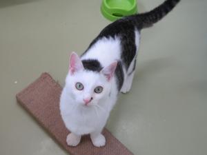 2420200の猫