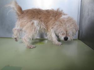 笠岡市北木島町　洋犬　雑　成犬　茶白　オス　中