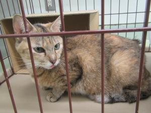 井原市下出部町　雑種　成猫　メス　中　サビ