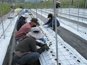 【みんなでワイワイ定植作業をお手伝い】