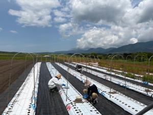 定植作業の様子を撮影した写真です