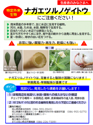　【ナガエツルノゲイトウ(農家向けチラシ)】