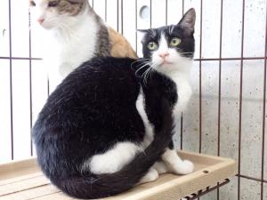 2440002の猫