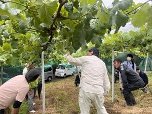 ぶどうの成園で部会役員や関係機関が新規就農者に助言する画像