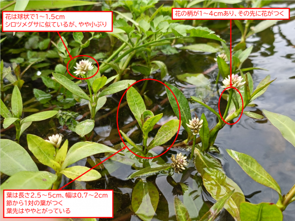 ナガエツルノゲイトウ見分け方１