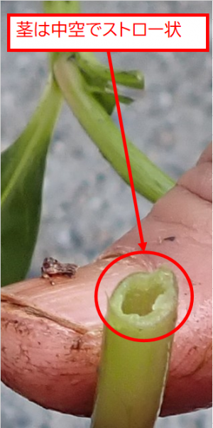 ナガエツルノゲイトウ見分け方２