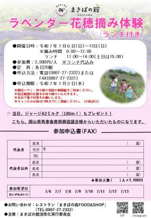 ラベンダー花摘み体験