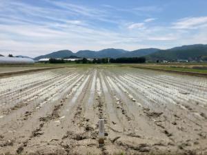 圃場の全景を撮影した写真です