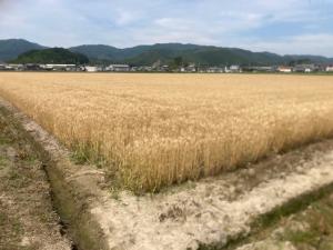 圃場の全体の様子を撮影した写真です