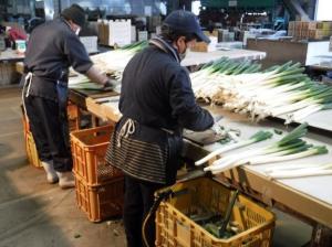 白ネギ選果場の写真