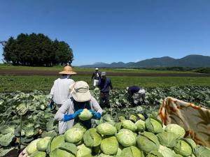 収穫の様子を撮影した写真です