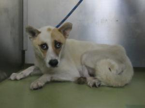 井原市美星町黒忠　雑種　成犬　白茶　メス　中　ピンク首輪マイクロチップ有