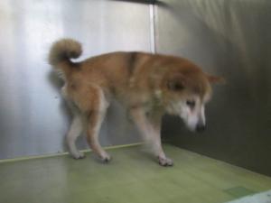 笠岡市今立　柴雑　成犬　茶白　オス　中　赤銀首輪