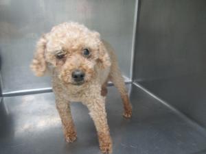 鏡野町久田下原　トイプードル　成犬　茶　メス　小