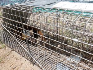 箱罠で捕獲したテンの写真