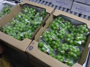 先輩農家が出荷したブドウ