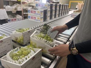 返礼品のぶどう出荷箱へちらしを同梱する写真