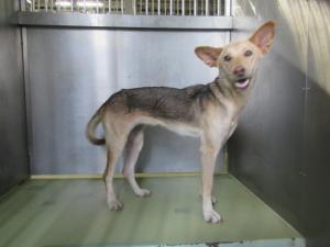 高梁市巨瀬町の犬