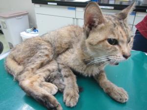矢掛町東川面の負傷猫
